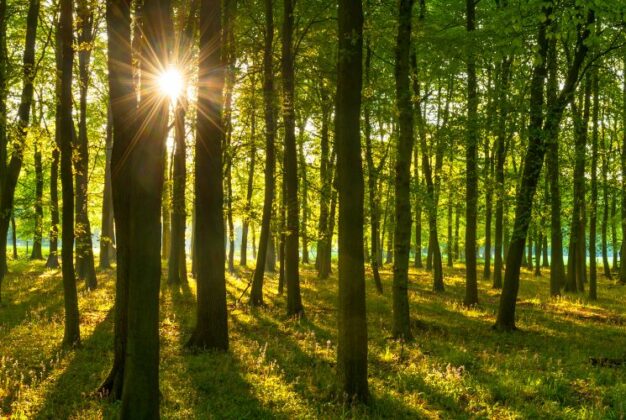 Reference Lesy České republiky