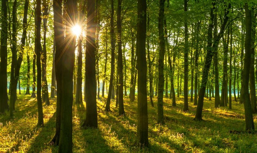 Reference Lesy České republiky